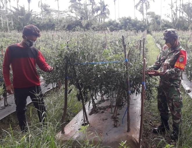 Jalin Keakraban dengan Petani Babinsa Bantu Petani Panen Cabe