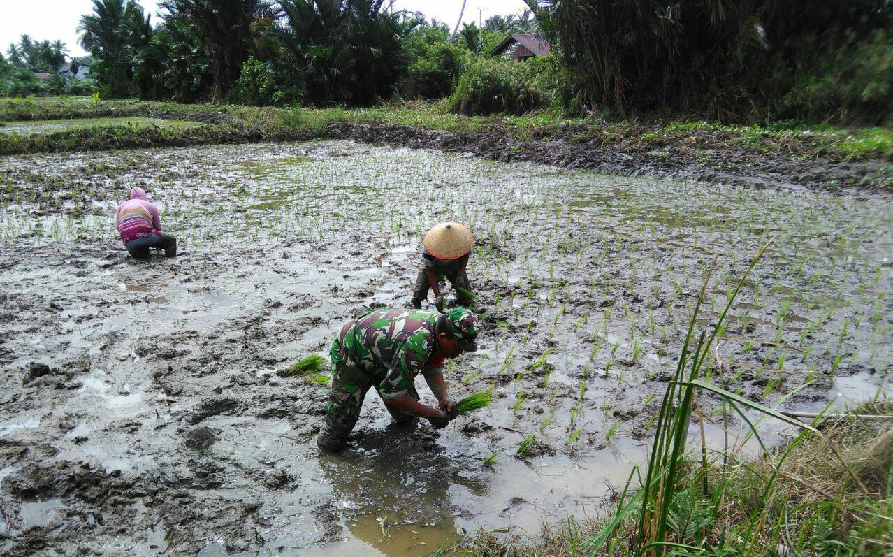 Babinsa Posramil Kuala Pesisir Bantu Petani Tanam Padi