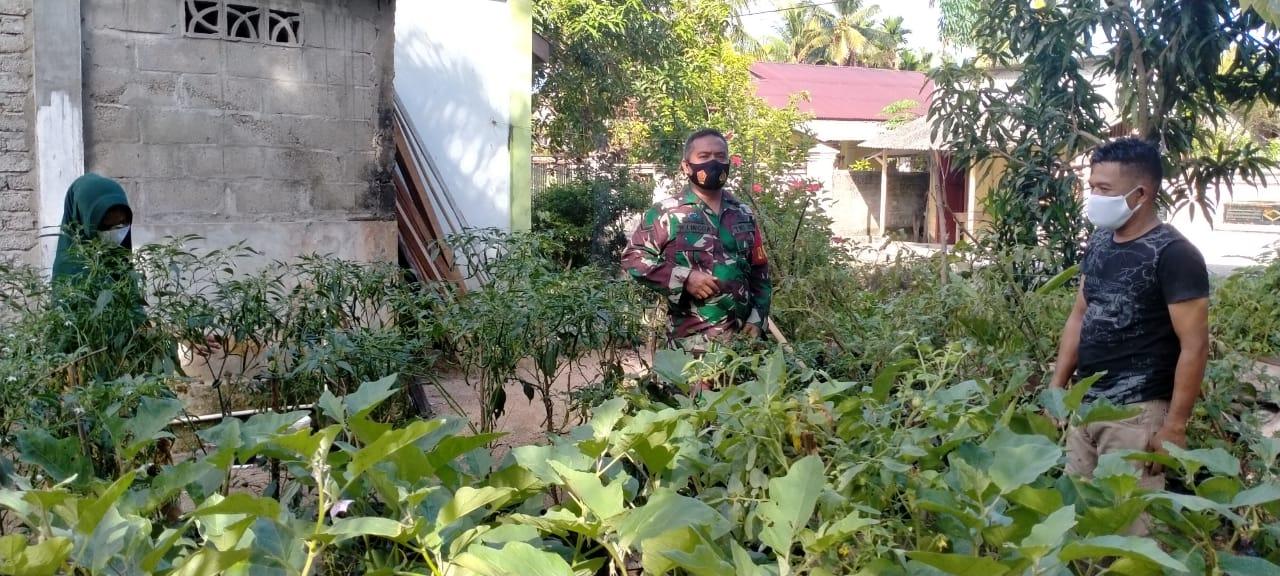 Babinsa Sawang Motoviasi Warga Binaannya Dalam Merawat Kebun Demplot