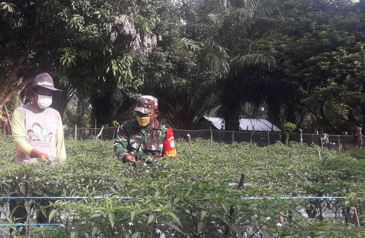 Babinsa Posramil Kuala Pesisir selalu Aktif bantu Petani dalam Perawatan Cabe