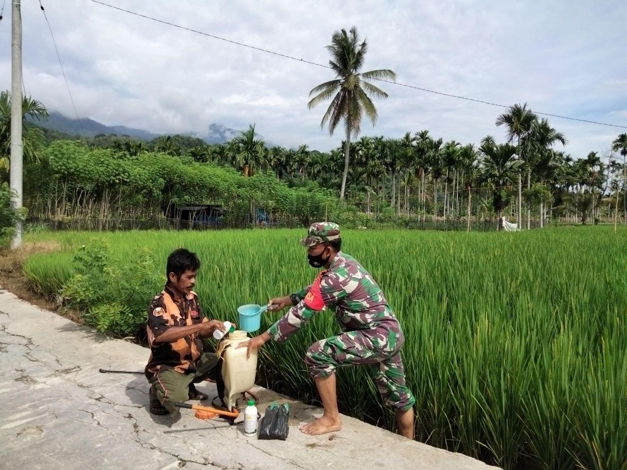 Jaga Komoditas Swasembada Pangan, Babinsa Bersama Petani Semprot Padi