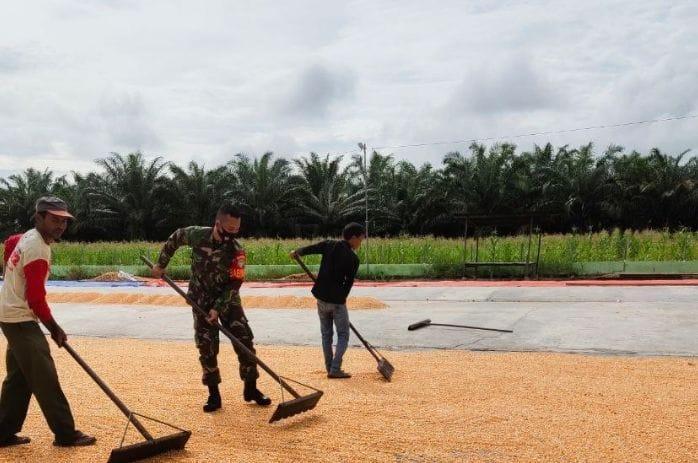 Babinsa Bersama Poktan Lakukan Jemur Jagung Pasca Panen