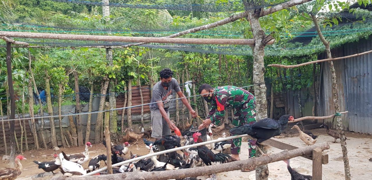 Babinsa Lakukan Penyuluhan Peternakan Ayam Pada Mảsyarakat Dengan Tetap Patuhi Protokol Kesehatan