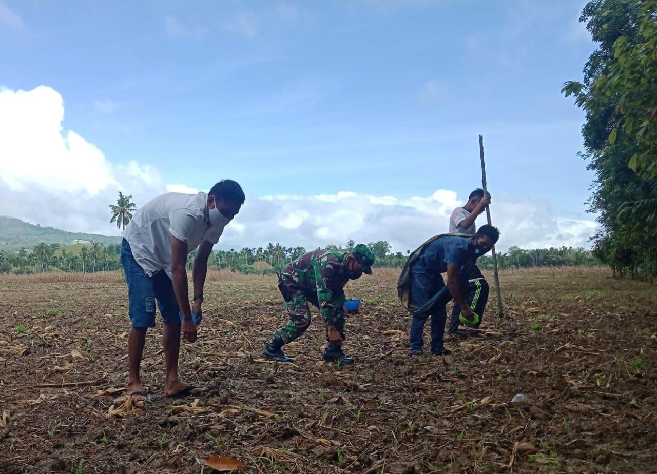 Dongkrak Swasembada Pangan Babinsa Tanam Jagung Bersama Poktan