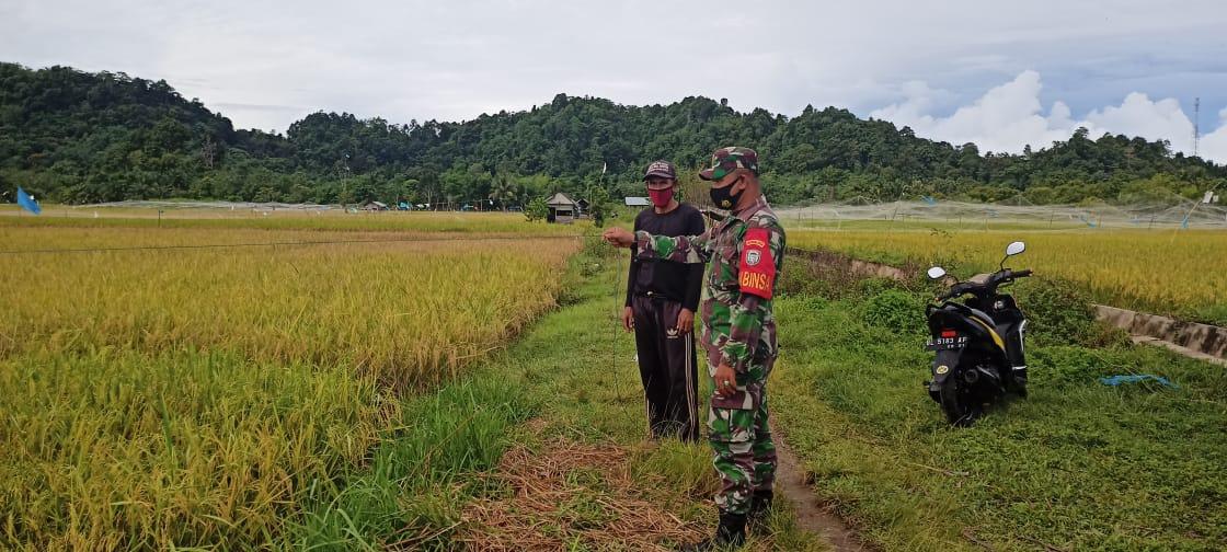 Babinsa Posramil Darul Hikmah Bantu Petani Usir Hama Burung Pemakan Biji Padi