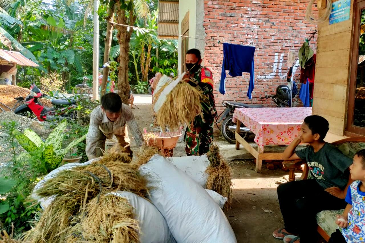 Babinsa Koramil 18/Ingin Jaya Bantu Warga Giling Padi