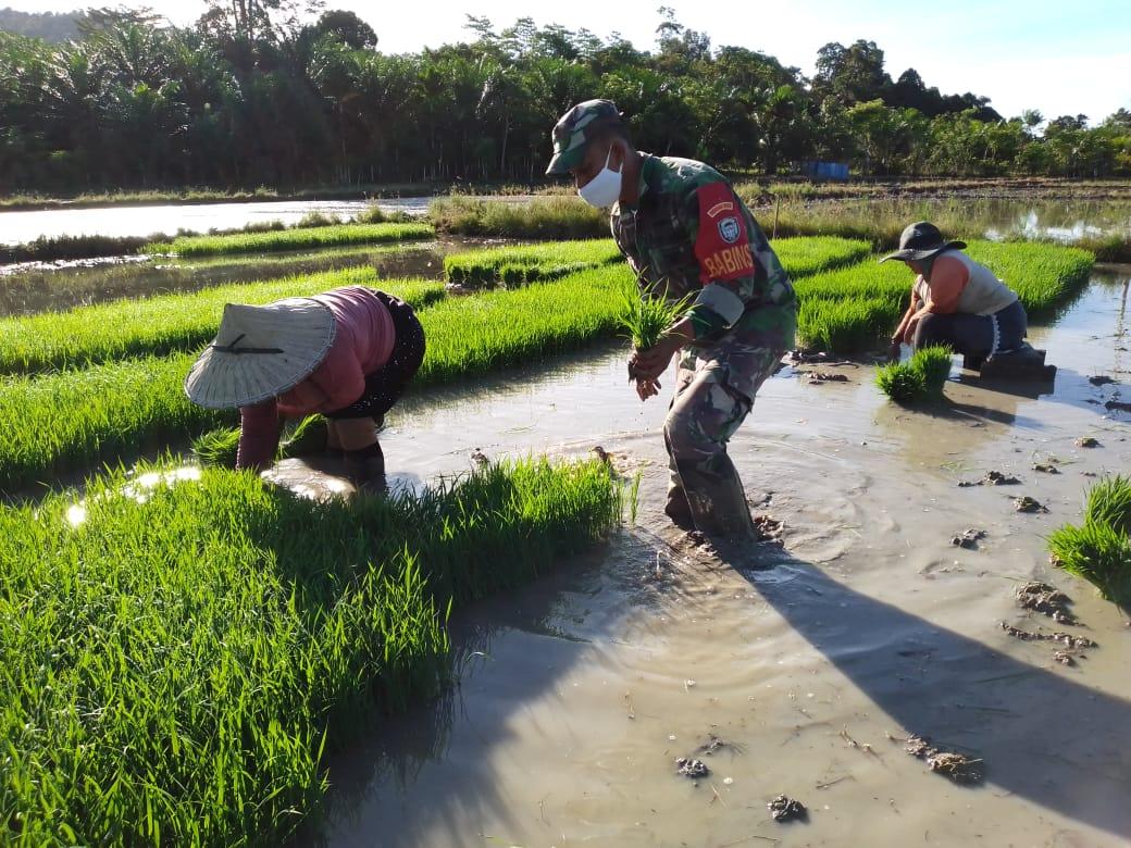 Bantu Petani Cabut Bibit Padi Sertu Parwoto Turun Kesawah