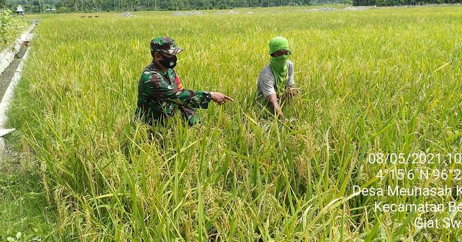 BABINSA BERSAMA PETANI LAKSANAKAN PENGECEKAN TANAMAN PADI DARI HAMA