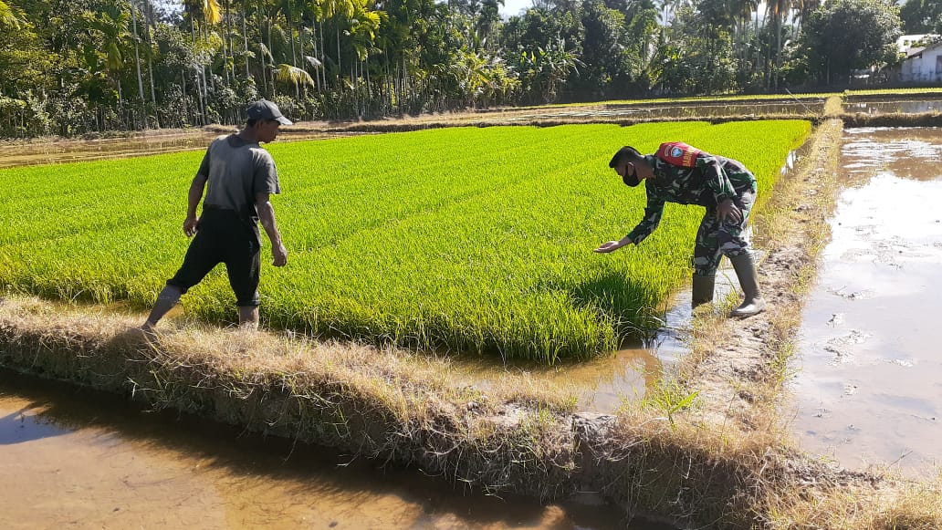 Peduli Perekonomian Petani, Babinsa Turun Kelapangan Laksanakan Pendampingan
