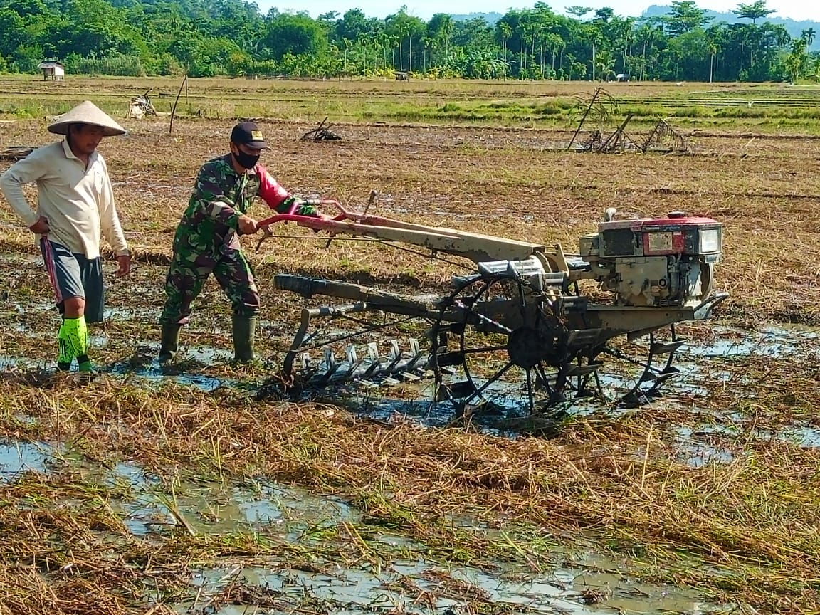 Percepat Masa Tanam Padi, Babinsa 01/Sbj Bantu Petani Garap Sawah