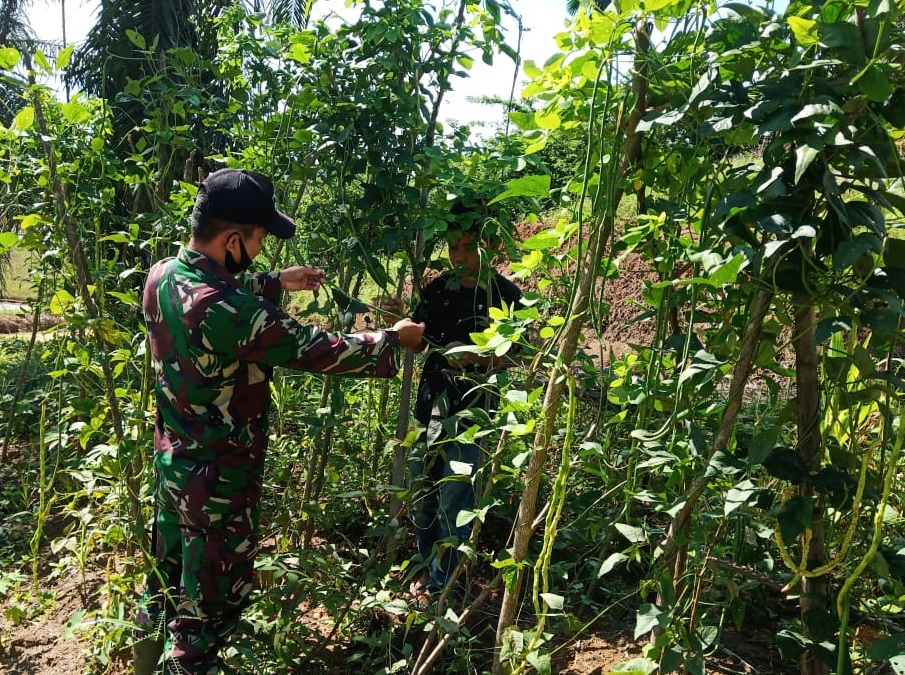 Babinsa Koramil 01/Sbj Dampingi Warganya Merawat Tanaman Kacang Panjang