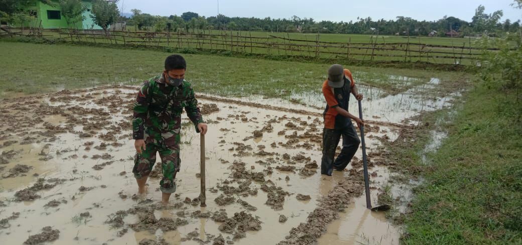 TNI Bantu Petani Mengolah Lahan Sawah