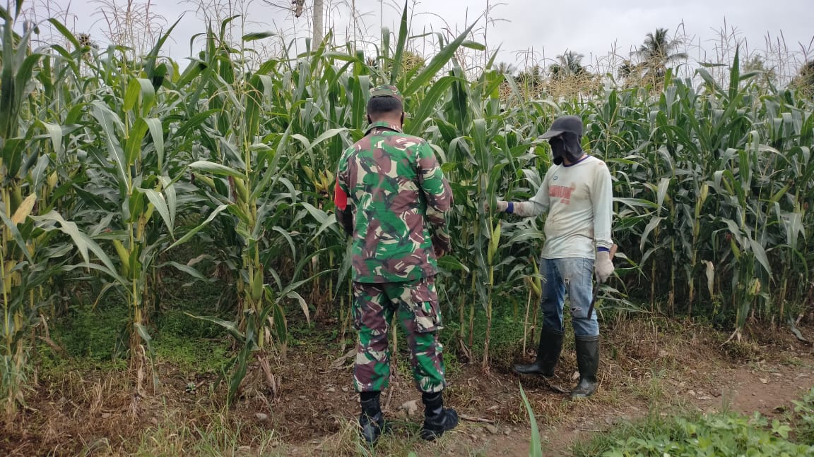 Pantau Perkembangan Kebun Jagung Petani, Babinsa Turun Kelapangan