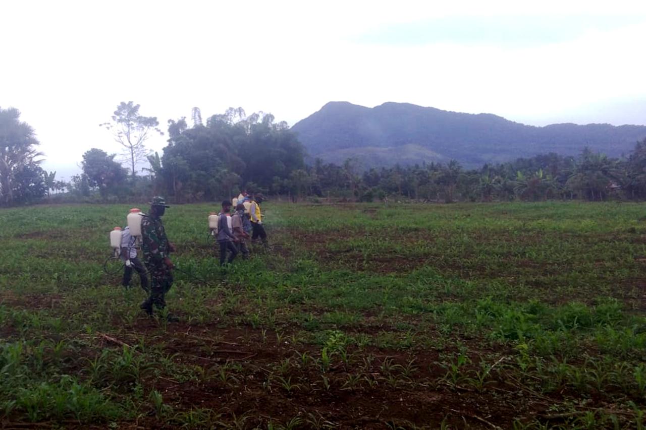 Babinsa Koramil 24/Lembah Seulawah Dampingi Penyemprotan Tanaman Jagung