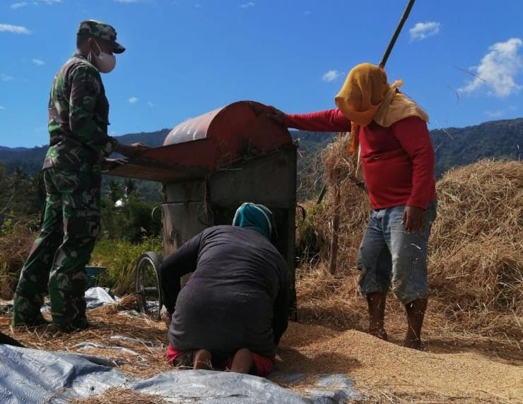 Babinsa Posramil Beutong Ateuh Banggalan Bantu Panen Padi dengan Alat Perontok