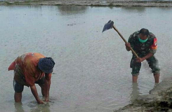 Babinsa Bantu Petani mengolah sawah dengan Terjun Langsung Ke Sawah