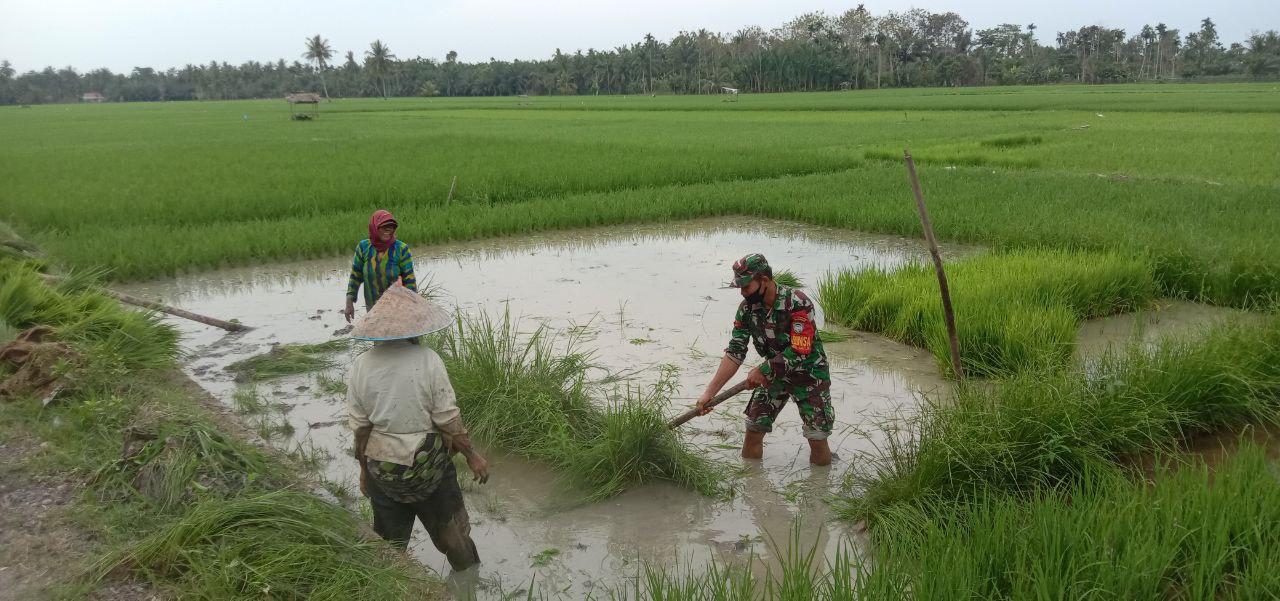Pengabdian Untuk Rakyat, ; Babinsa Bantu Petani Membersihkan Lahan Sawah.