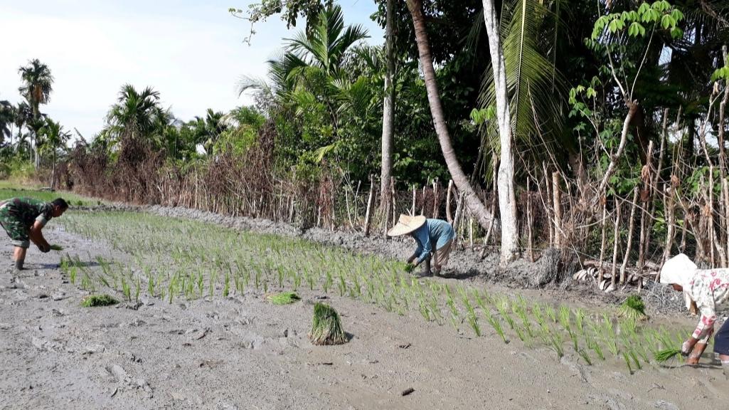 Babinsa Koramil 05/Beutong terjun langsung bantu Petani Tanam Padi