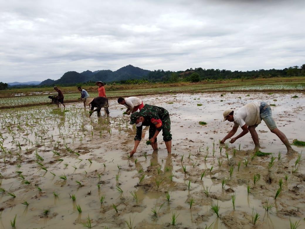 Musim Tanam Tiba Babinsa Setia Bakti Dampingi Petani Turun ke Sawah