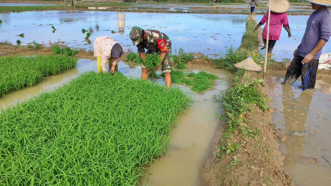 Sertu Teguh Turun ke Sawah Bantu Petani Cabut Bibit Padi