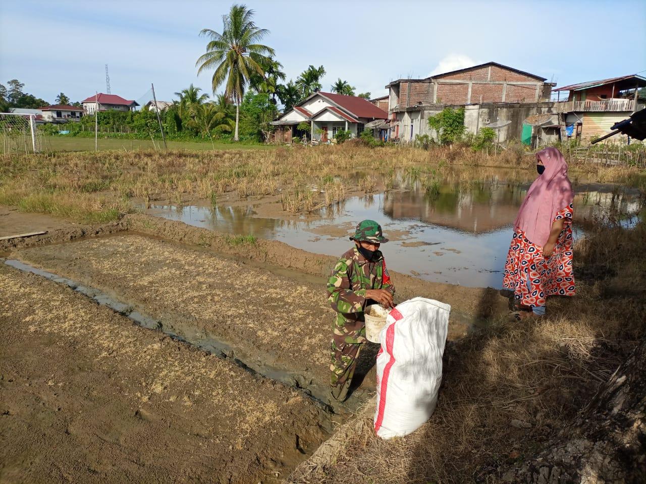 Sertu Saifullah Turun ke Sawah Bantu Petani Taburkan Benih Bibit Padi