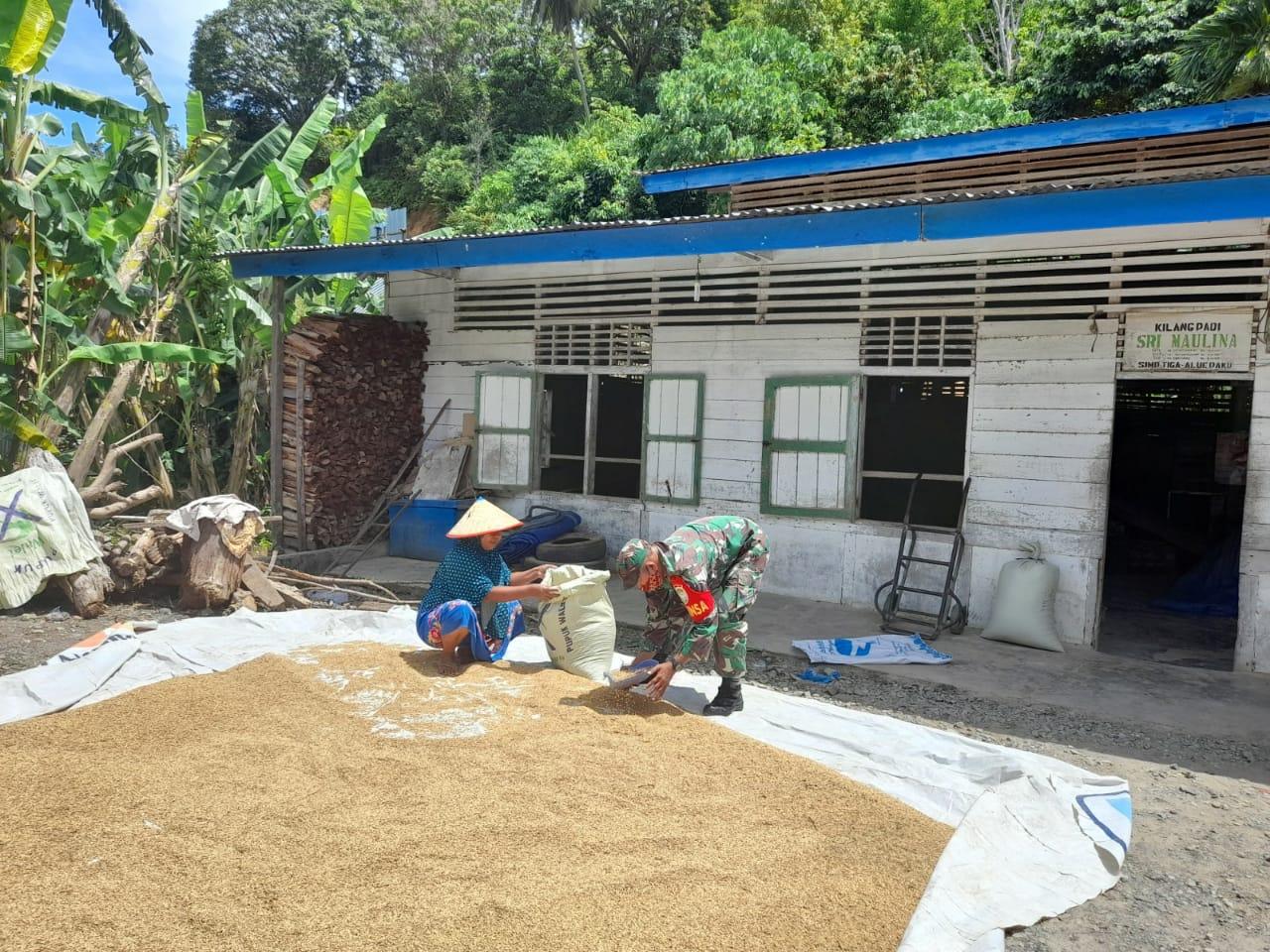 Babinsa Koramil 04/Sawang Mendampingi Petani Menjemur Padi Guna Menjaga Kualitas Hasil Panen