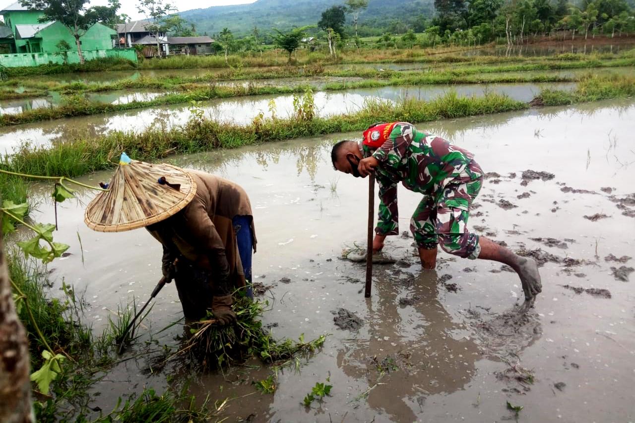 Optimalkan Hasil Pertanian di Tengah Pandemi, Babinsa Jajaran Kodim 0101/Aceh Besar Lakukan Ini
