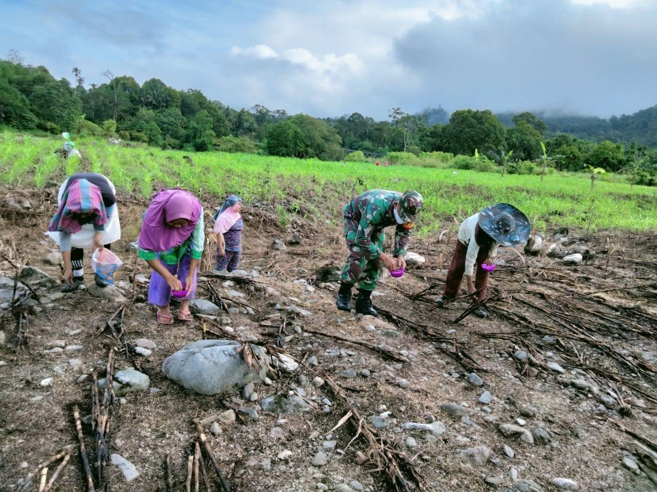 Babinsa Turun Sawah Bantu Warga Tanam Jagung