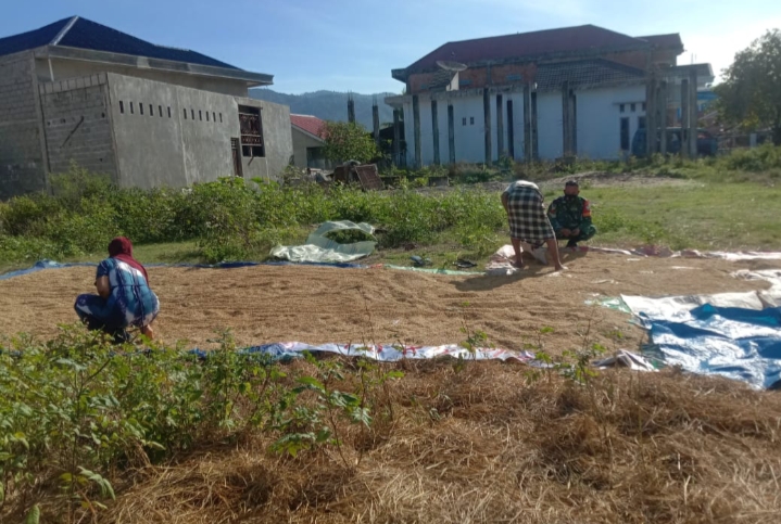 Buah Tangan Hasil Pendampingan Babinsa, Petani Senang Hasil Panen Padinya Memuaskan.