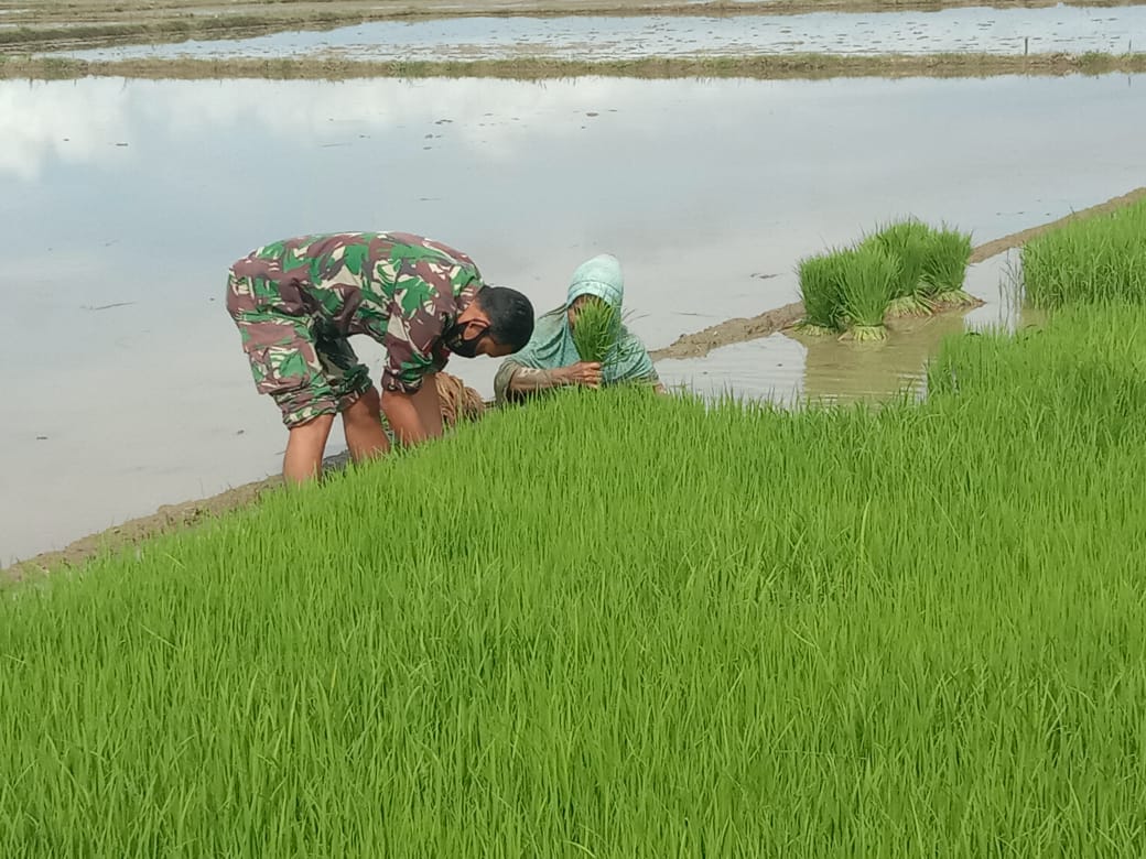 Matangkan Persiapan Masa Tanam Padi,INI Yang Dilakukan Babinsa Dan Petani