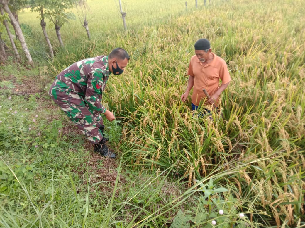 Menuju Petani Sejahtera, Upaya Khusus Pendampingan Terus Diperbuat Babinsa