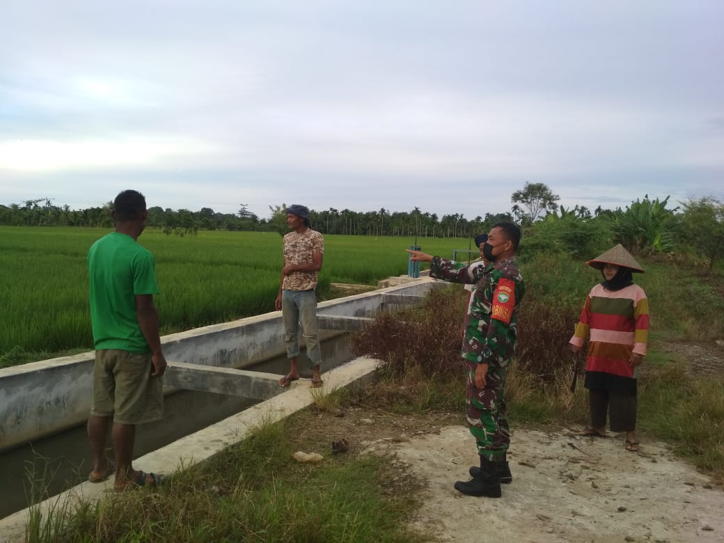 Menuju Hasil Panen Yang Maksimal, Babinsa Tidak Bosan-Bosan Terus Dampingi Petani
