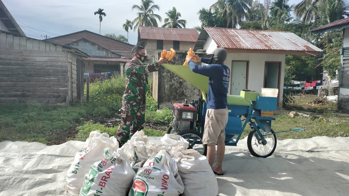Buah Hasil Pendampingan Babinsa, Petani Panen Raya