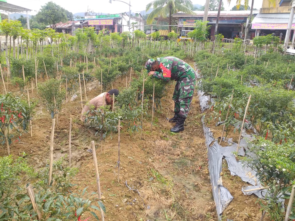 Guna Kesejahteraan Warga Binaan, Babinsa Luangkan Waktu Sambangi Petani Cabe