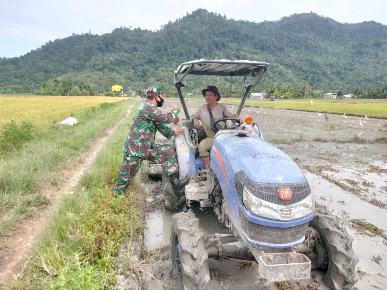 Babinsa Kluet Utara Lakukan Upsus Pendampingan Pertanian Serta Bantu Petani Bajak Sawah