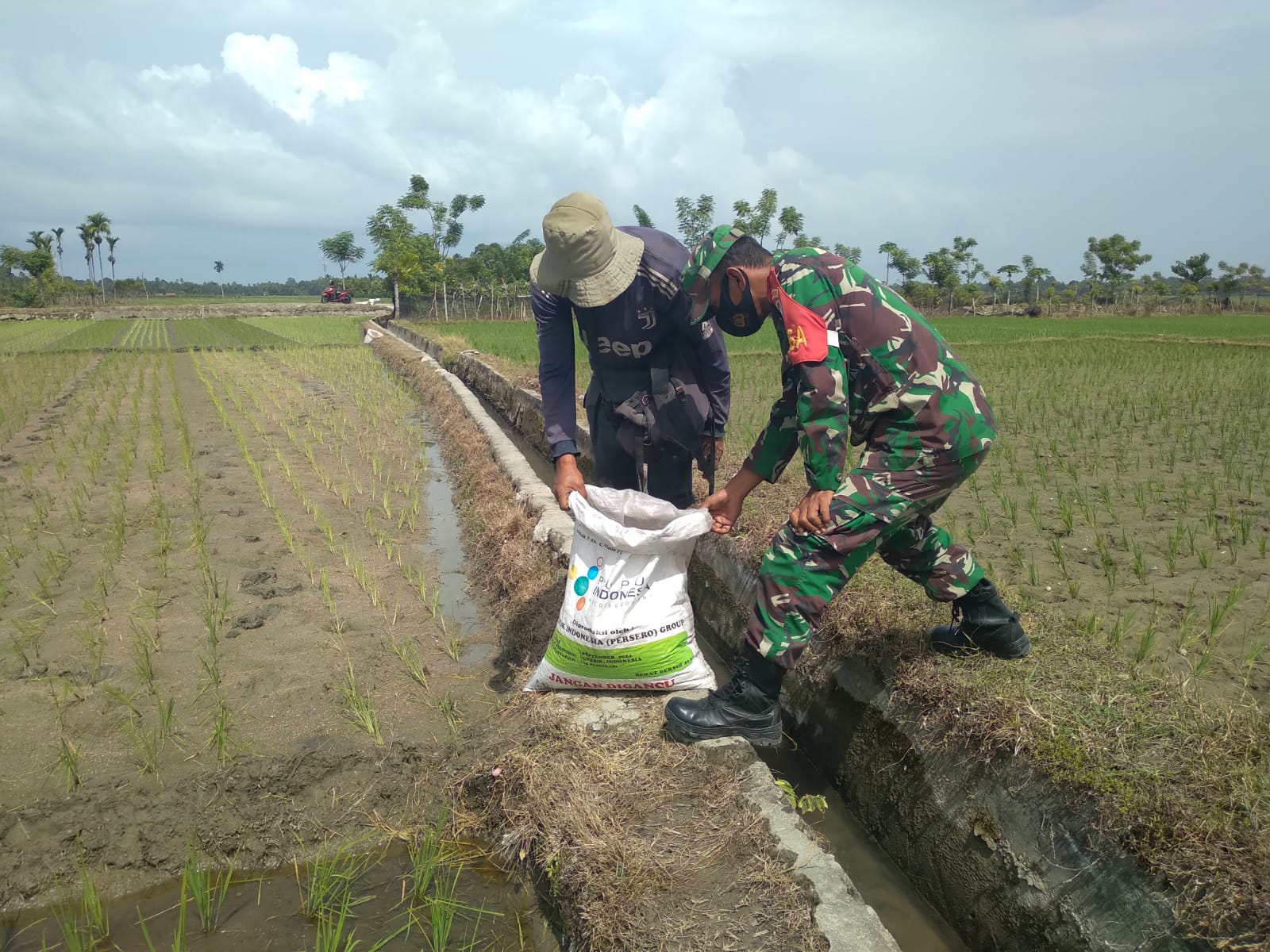 Tingkatkan Hasil Panen, Babinsa Bantu Petani Pupuk Tanaman Padi