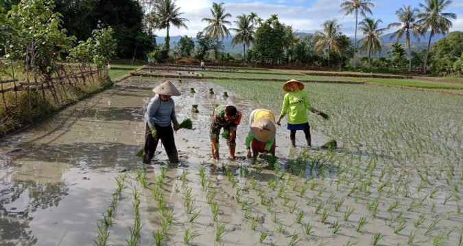Turun Kesawah, Babinsa Ramil 15/Tiro Bantu Petani Menanam Padi