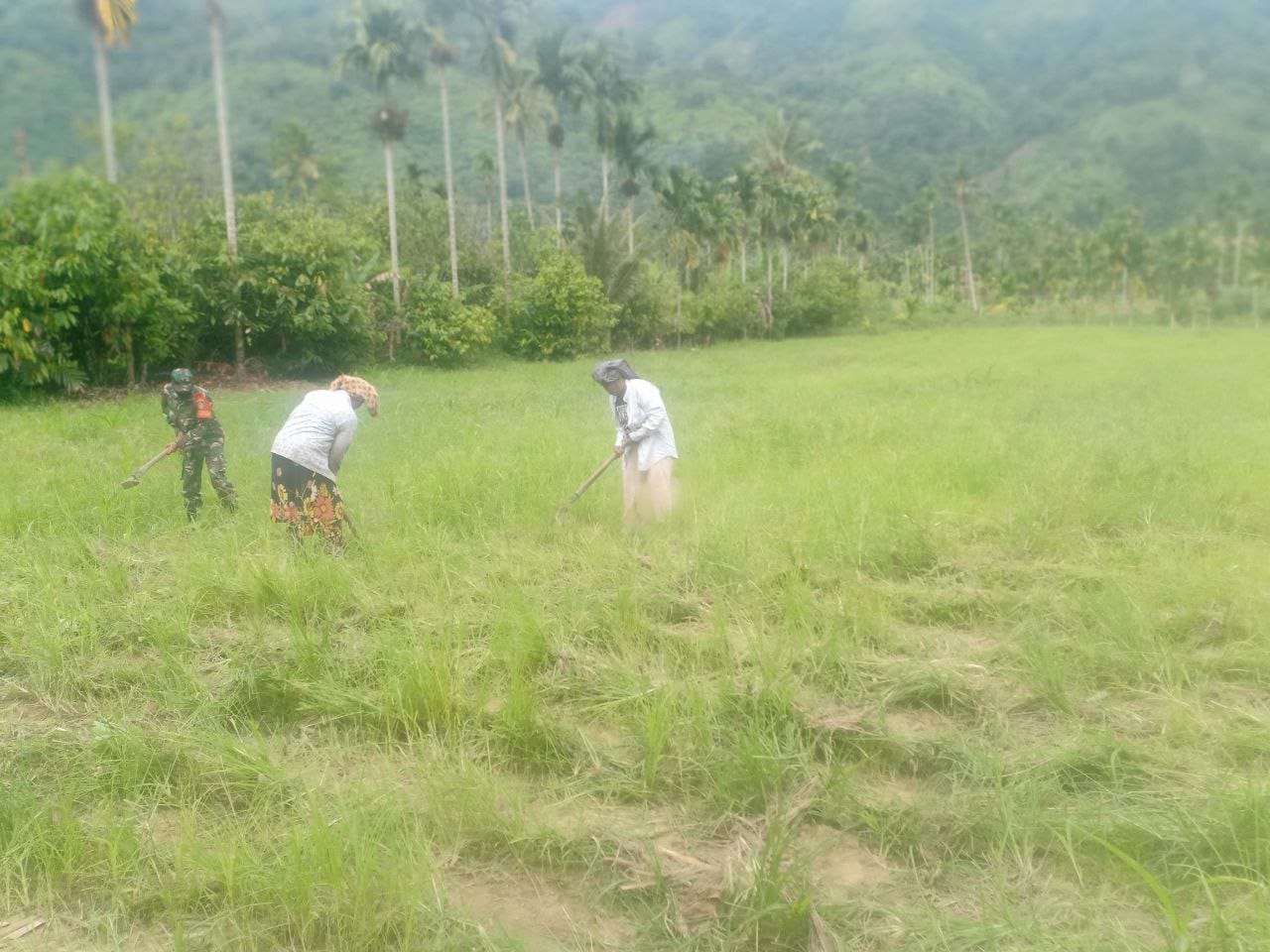 Babinsa Bantu Petani Bersihkan Kebun Jagung