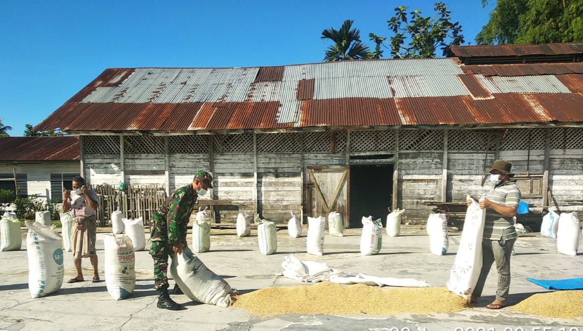 Menjaga Kwalitas Hasil Panen, Babinsa Bantu Petani Menjemur Padi