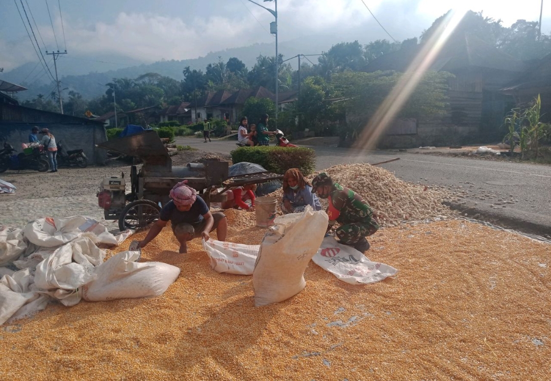 Penjemuran Jagung Perlu Dilakukan, Babinsa Bantu Petani Optimalkan Pengeringan