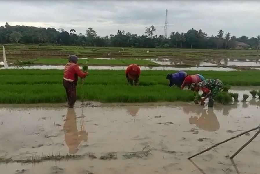 Babinsa Ramil 04/Plk Bantu Tanam Padi Untuk Ringankan Beban Petani