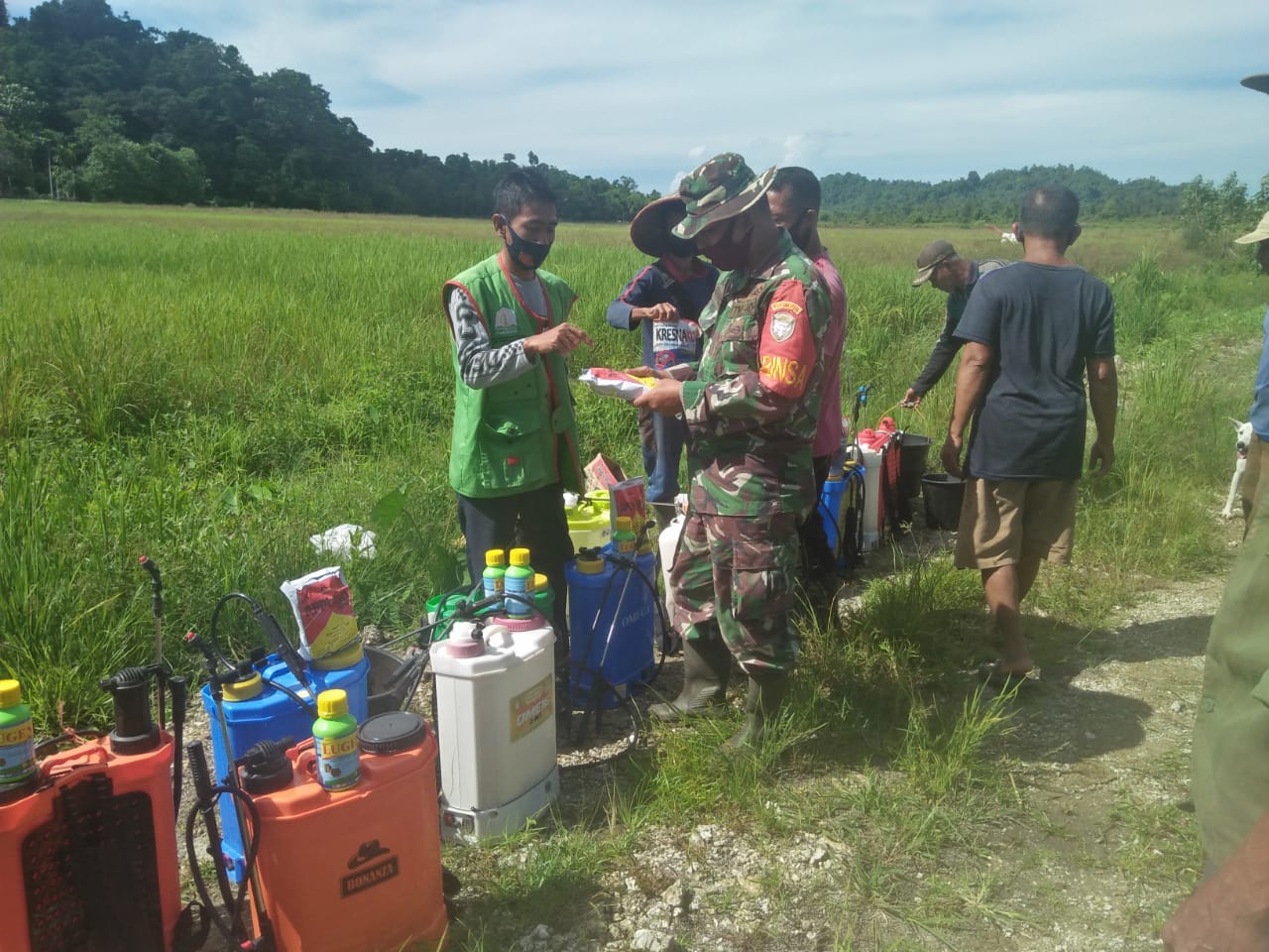 Mengatasi hama,Babinsa dan PPL dampingi petani lakukan penyemprotan masal