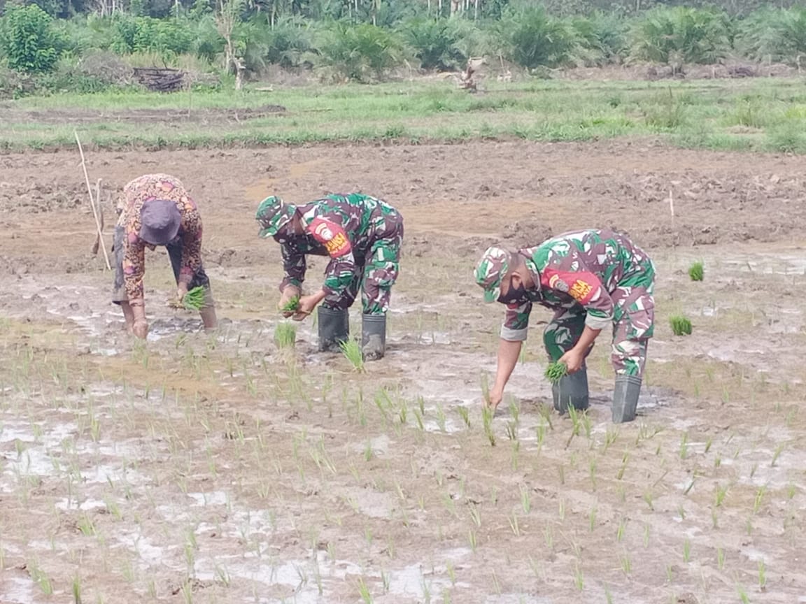Babinsa posramil Tadu Raya dengan Sigap Langsung Terjun Bantu Masyarakat Tanam Padi