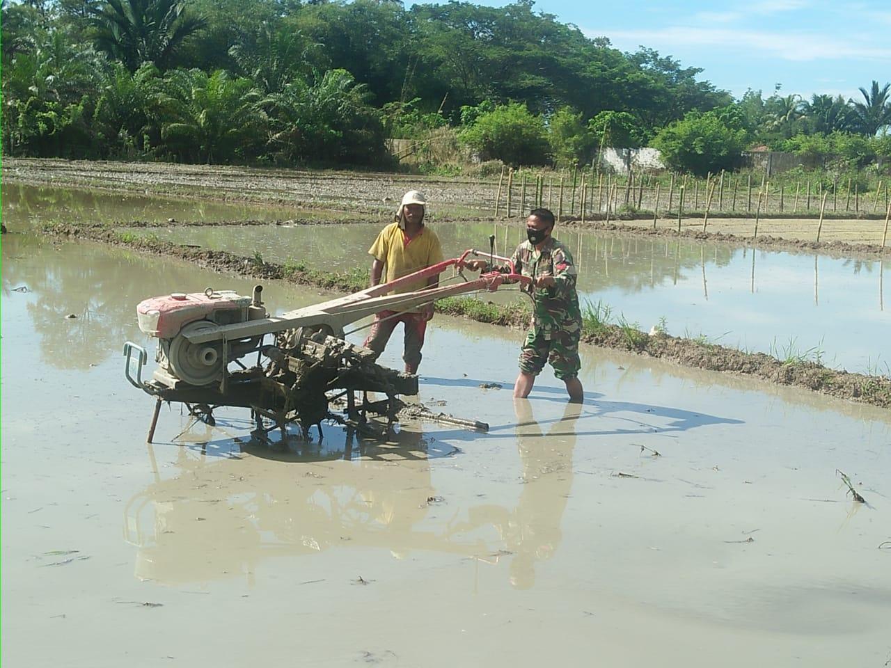 Babinsa Koramil 03/Seunagan Timur Bantu Petani Bajak sawah dengan Gunakan Hand Traktor