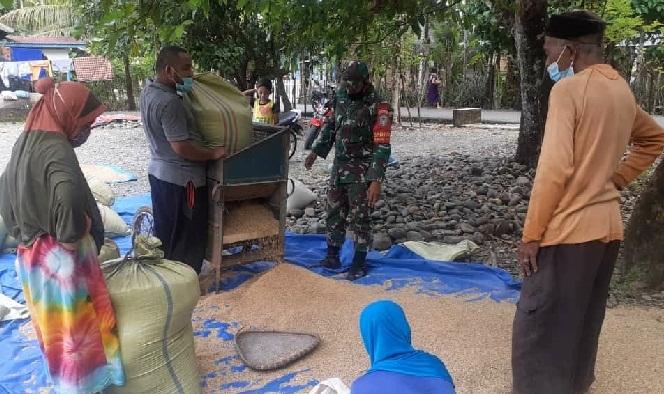 Babinsa Koramil 05/Beutong Bantu Petani Bersihkan Padi Dengan Gunakan Alat Perontok