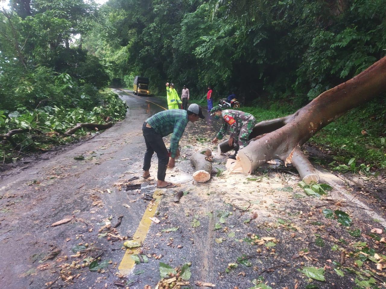 Babinsa Jaya Bersama Warga Evakuasi Pohon Tumbang Yang Menimpa Jalan Nasional