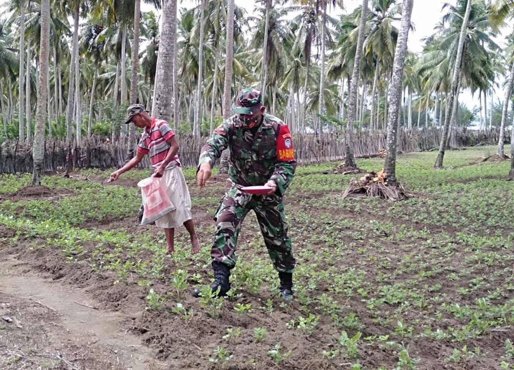 Babinsa Posramil Kuala Pesisir Bantu Petani dalam Pemupukan Tanaman Kacang Tanah