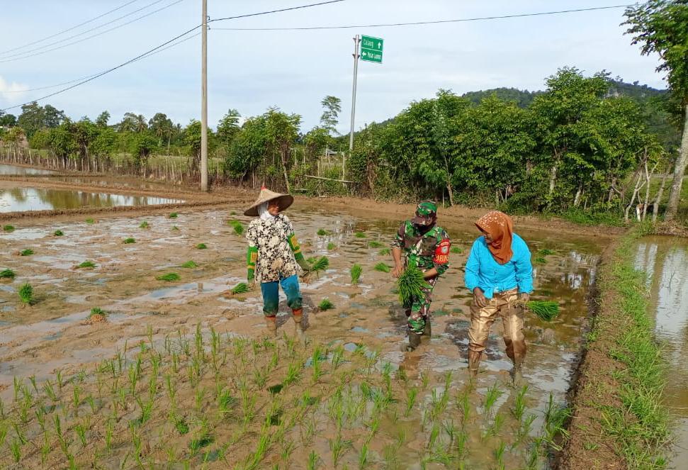 Babinsa Jaya Dampingi Petani Turun ke Sawah, Petani Ucapkan Terimakasih