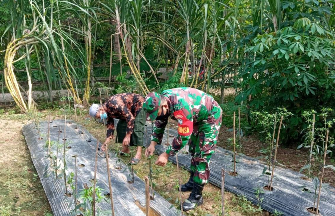 Di Masa Pandemi Babinsa Tetap Dampingi Petani Cabai Tingkatkan Hasil Panen