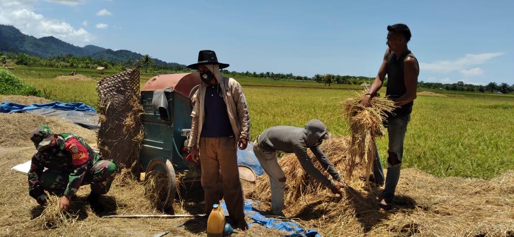 Sukseskan Hanpangan, Babinsa Pasie Raja Dampingi Petani Dalam Merontok Padi
